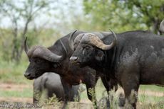 Afrikanischer Büffel (86 von 102).jpg